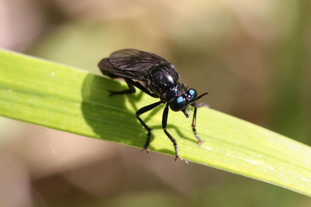 Dioctria atricapilla Meigen, 1804 (mâle)