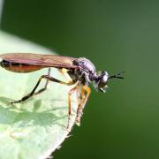 Dioctria hyalipennis (Fabricius, 1794)