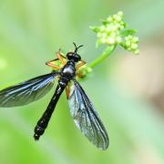 Dioctria oelandica (Linnaeus, 1758) (mâle)