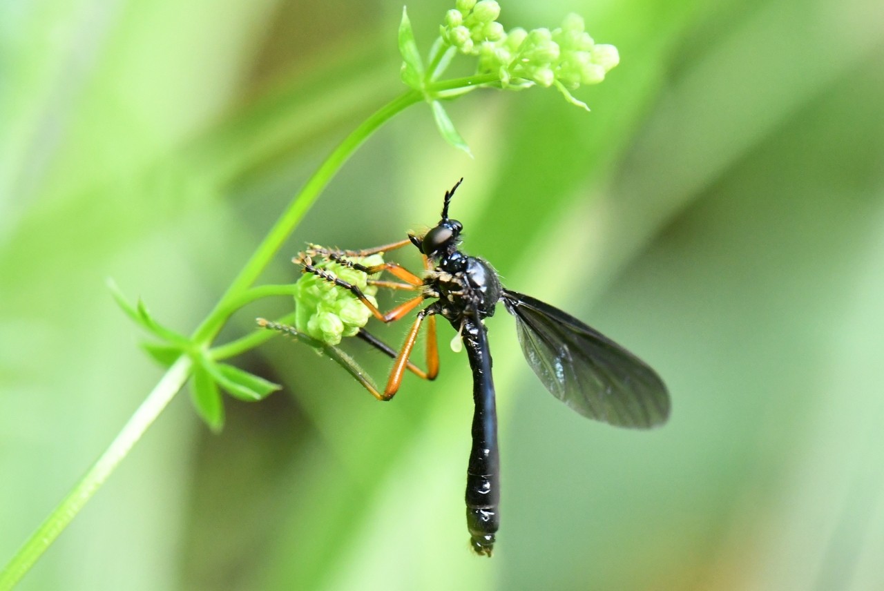 Dioctria oelandica (Linnaeus, 1758) (mâle)