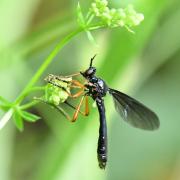 Dioctria oelandica (Linnaeus, 1758) (mâle)