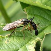 Dioctria rufipes (De Geer, 1776)