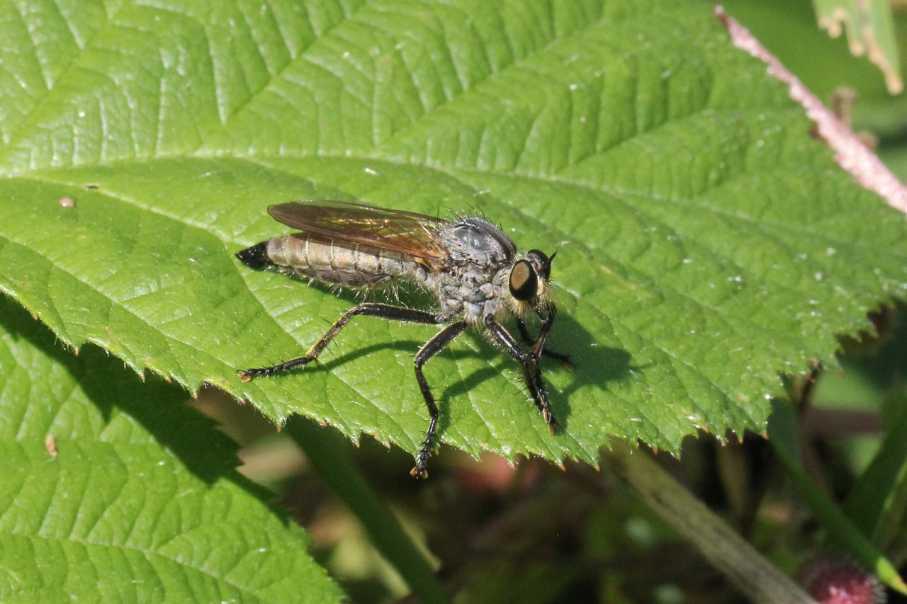 Eutolmus rufibarbis (Meigen, 1820) (femelle)