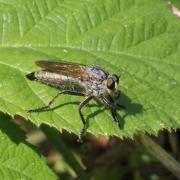 Eutolmus rufibarbis (Meigen, 1820) (femelle)