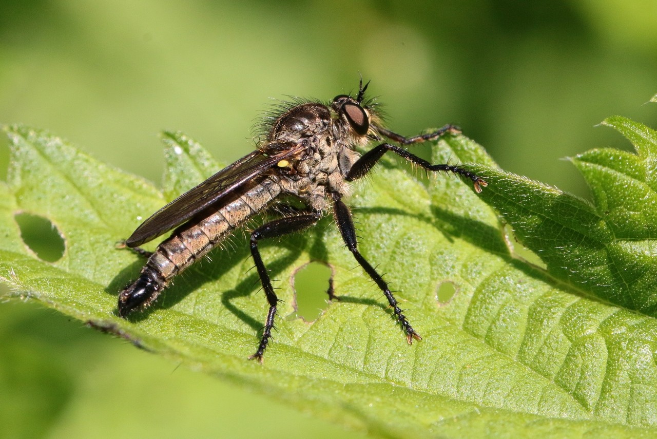 Eutolmus rufibarbis (Meigen, 1820) (mâle)