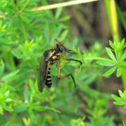 Molobratia teutonus (Linnaeus, 1767) 