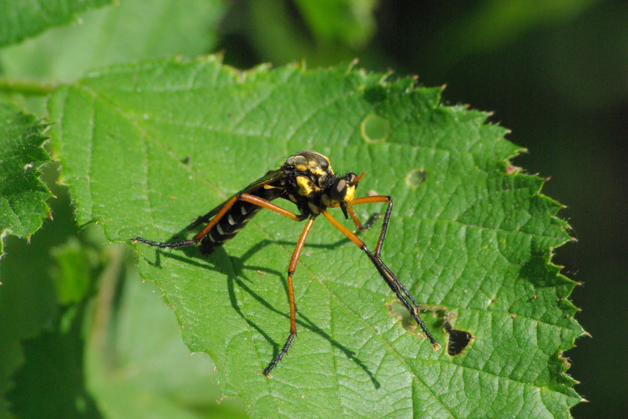 Molobratia teutonus (Linnaeus, 1767)