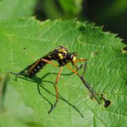 Molobratia teutonus (Linnaeus, 1767)