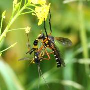 Molobratia teutonus (Linnaeus, 1767) 