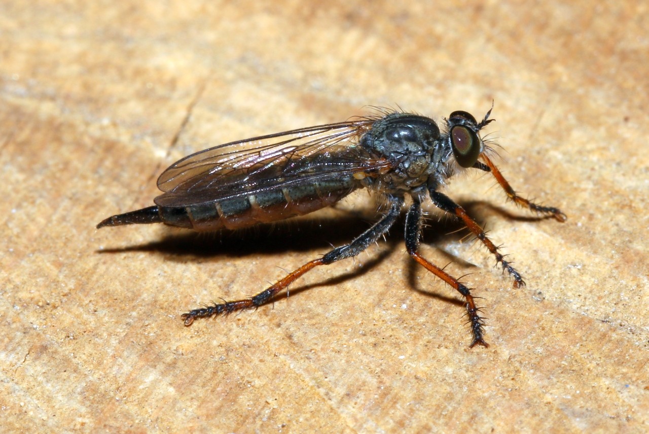 Neomochtherus geniculatus (Meigen, 1820) (femelle) 