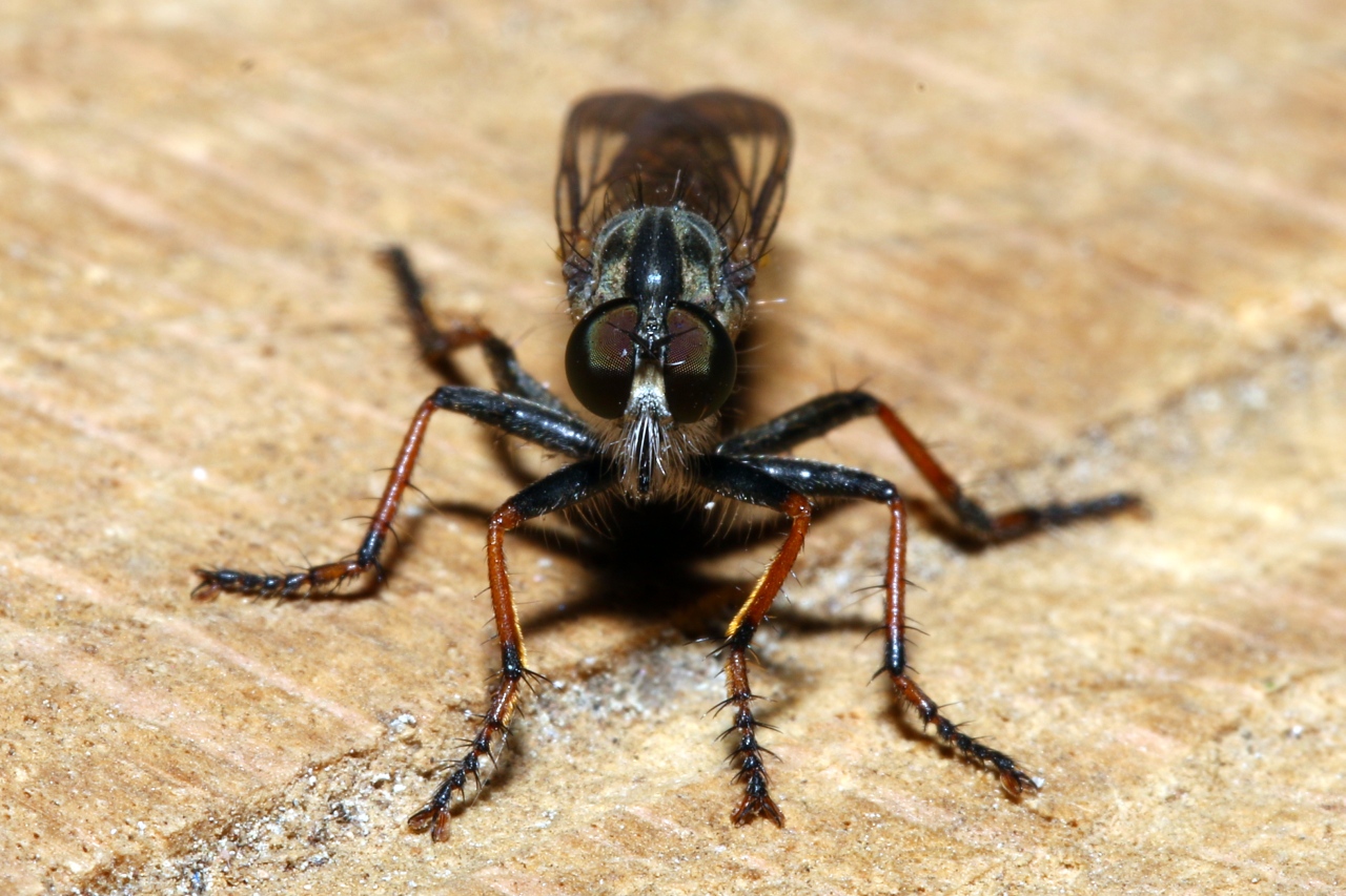 Neomochtherus geniculatus (Meigen, 1820) (femelle)