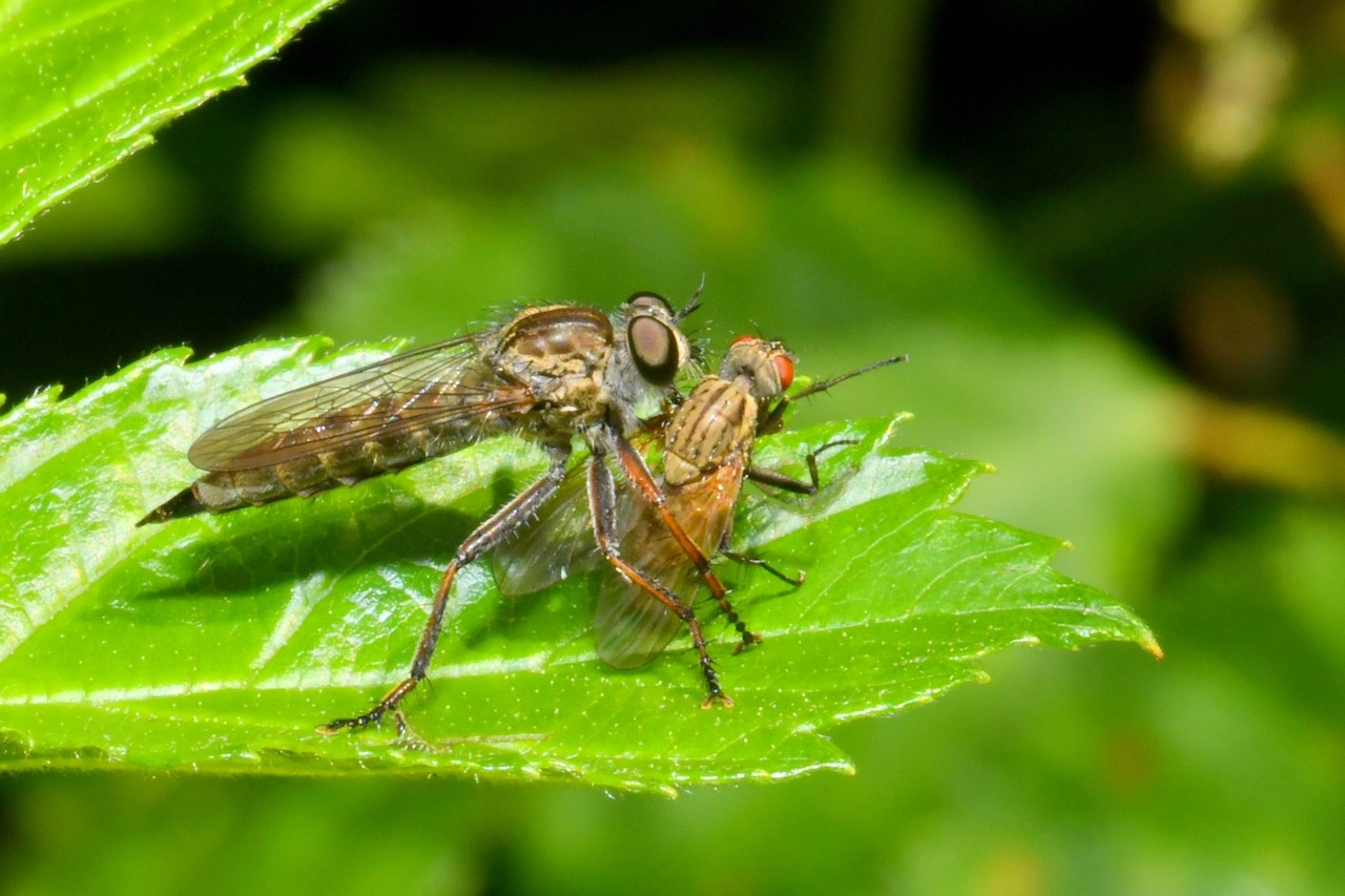 Tolmerus atricapillus (Fallén, 1814) (femelle)