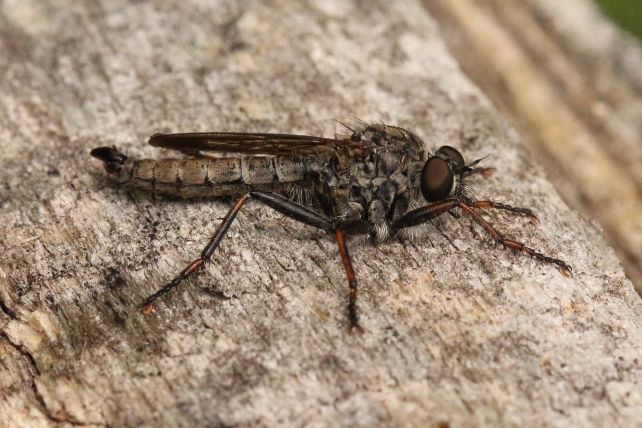 Tolmerus atricapillus (Fallén, 1814)