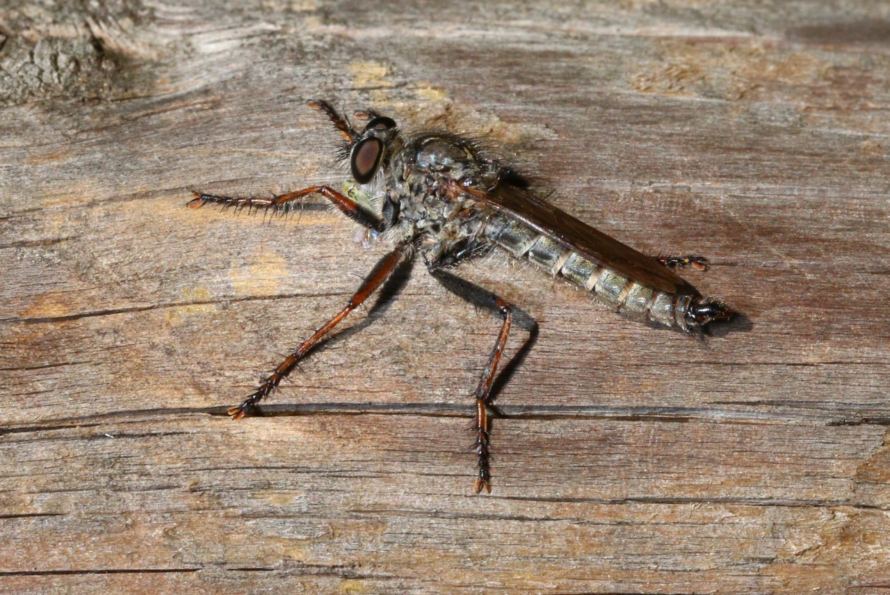 Tolmerus atricapillus (Fallén, 1814) (mâle)