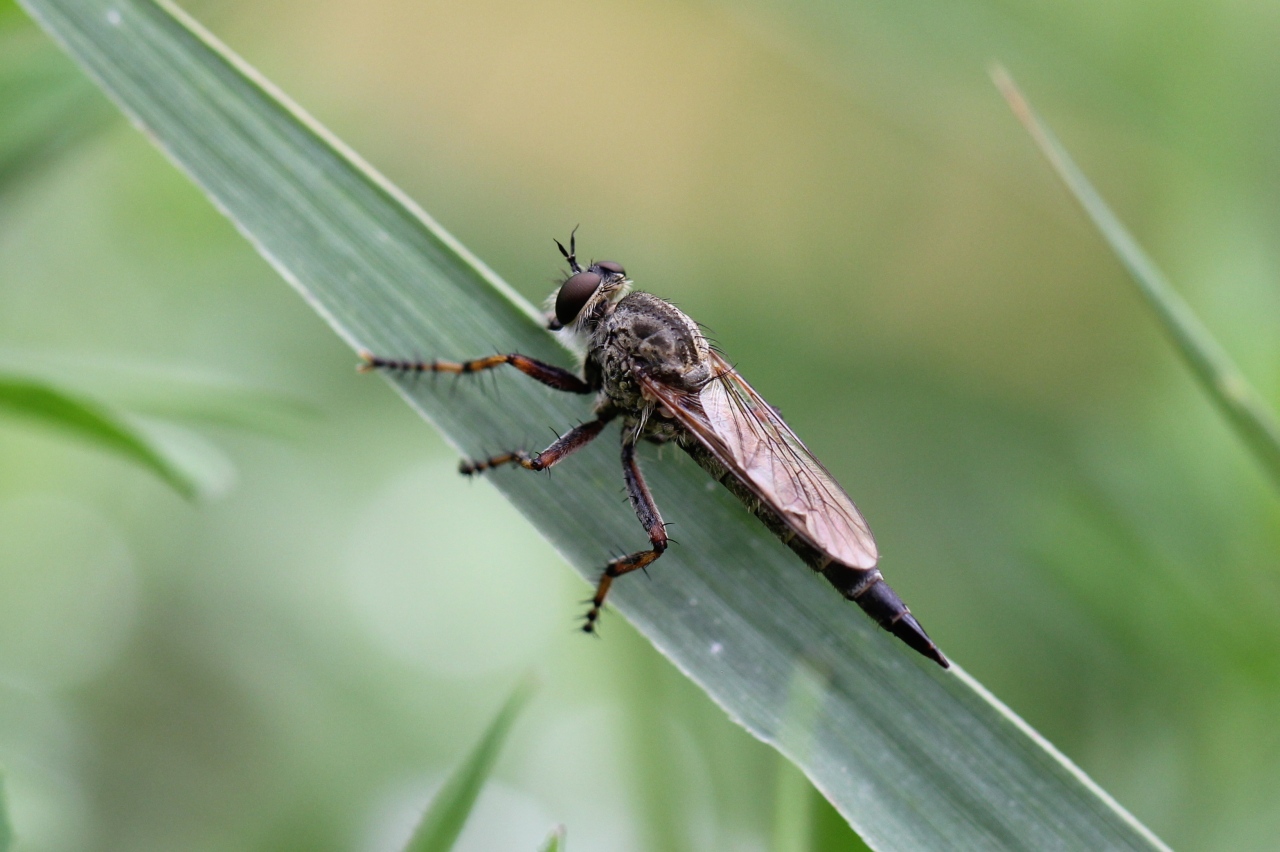 Tolmerus cingulatus (Fabricius, 1781) (femelle)