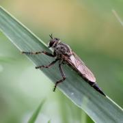 Tolmerus cingulatus (Fabricius, 1781) (femelle)