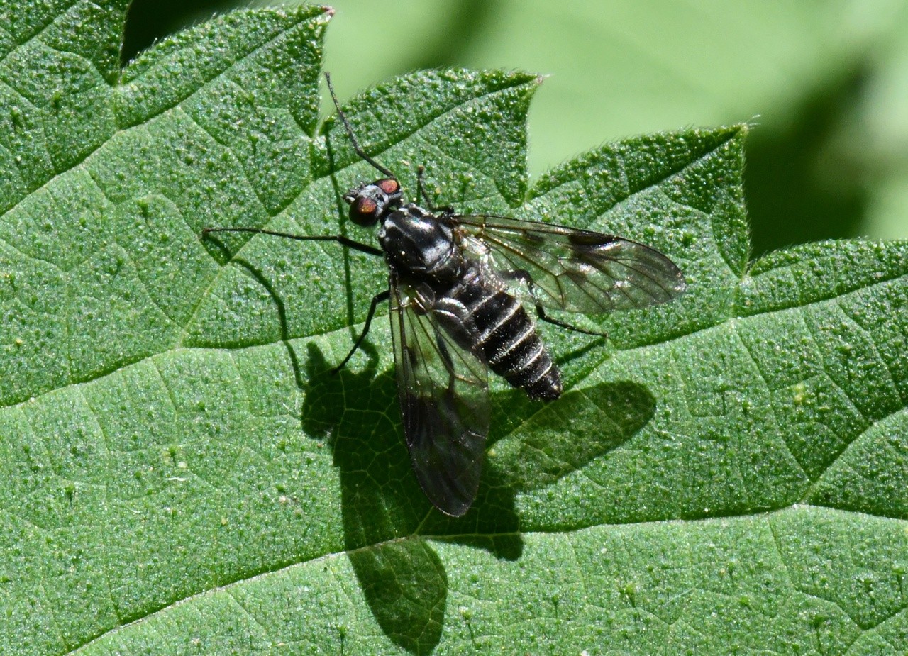 Ibisia marginata (Fabricius, 1781) (femelle)