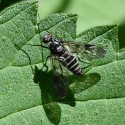 Ibisia marginata (Fabricius, 1781) (femelle)