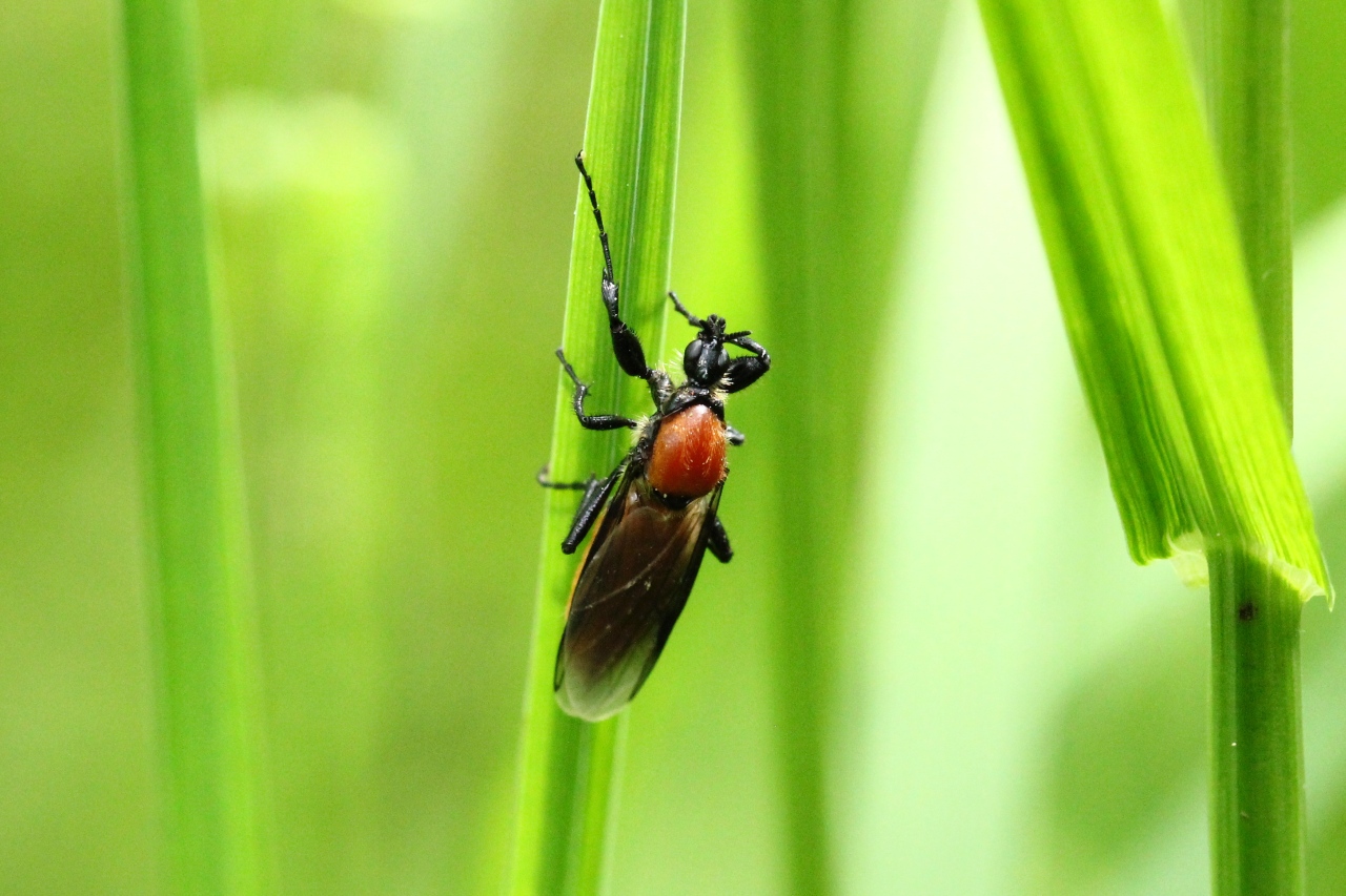 Bibio hortulanus (Linnaeus, 1758) - Bibion de St Marc rouge (femelle) 