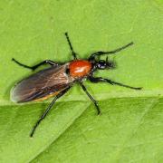 Bibio hortulanus (Linnaeus, 1758) - Bibion de St Marc rouge (femelle)