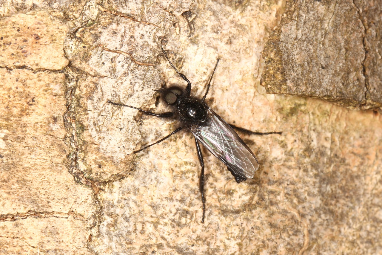 Bibio hortulanus (Linnaeus, 1758) - Bibion de St Marc rouge (mâle)