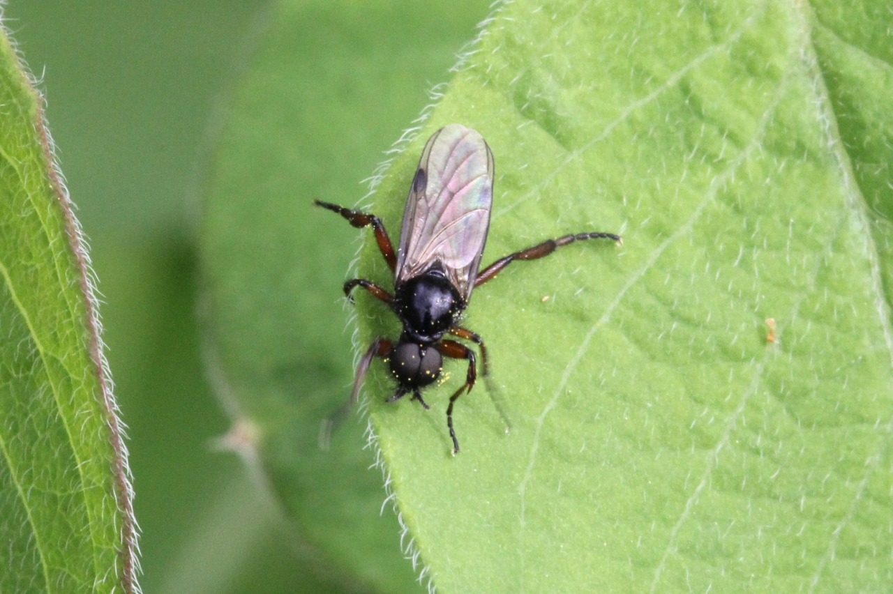 Bibio johannis (Linnaeus, 1767) - Mouche de la Saint-Jean (mâle)