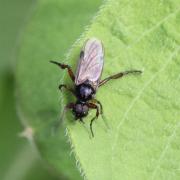 Bibio johannis (Linnaeus, 1767) - Mouche de la Saint-Jean (mâle)