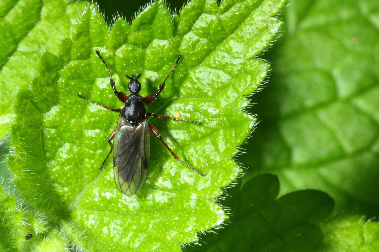 Bibio johannis (Linnaeus, 1767) - Mouche de la Saint-Jean (femelle)