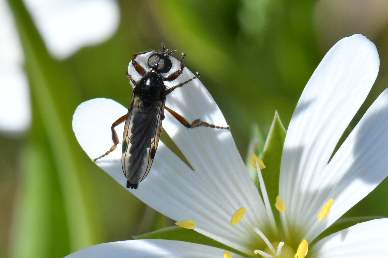 Bibio johannis (Linnaeus, 1767) - Mouche de la Saint-Jean (mâle)