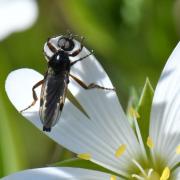 Bibio johannis (Linnaeus, 1767) - Mouche de la Saint-Jean (mâle)