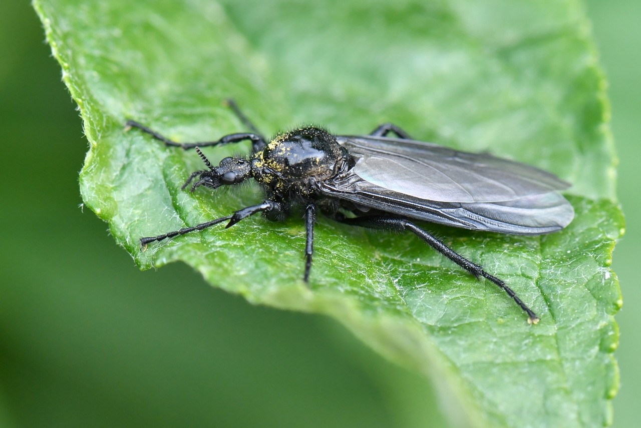 Bibio marci (Linnaeus, 1758) - Bibion, Mouche de la Saint-Marc (femelle)