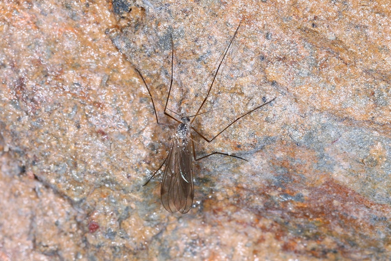 Bolitophila sp (femelle)