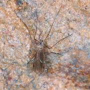 Bolitophila sp (femelle)