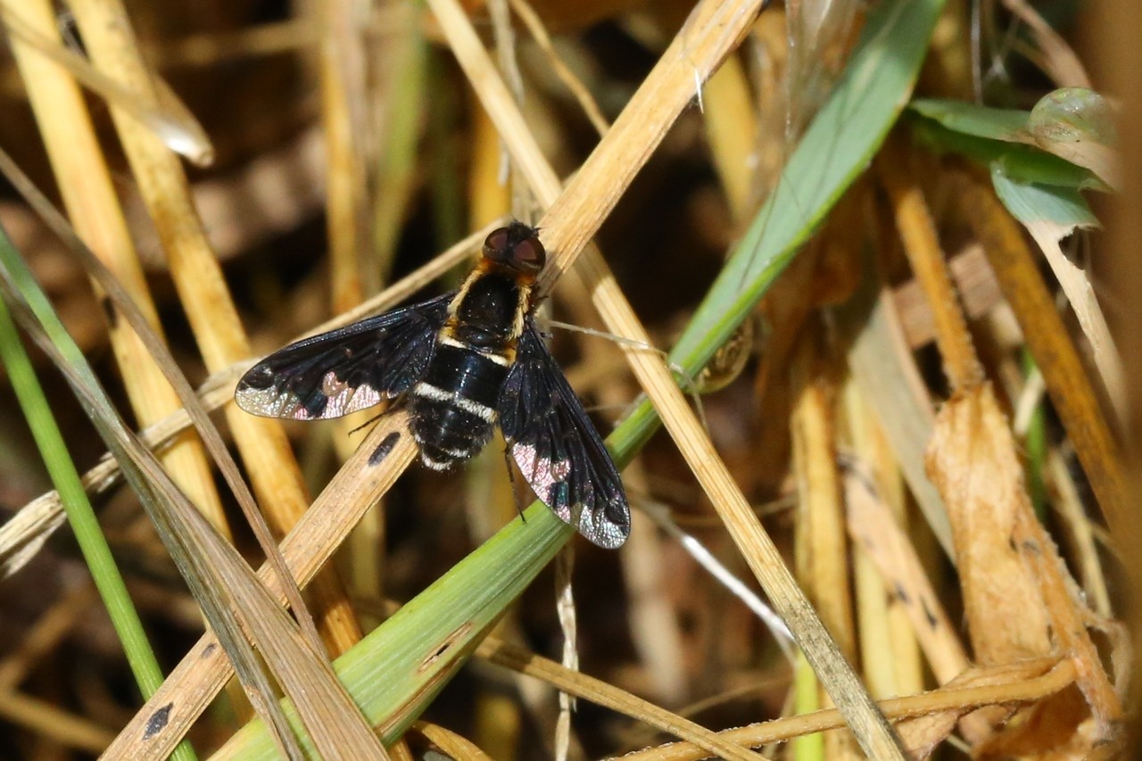 Hemipenthes maura (Linnaeus, 1758) - Anthrax africain