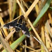 Hemipenthes maura (Linnaeus, 1758) - Anthrax africain