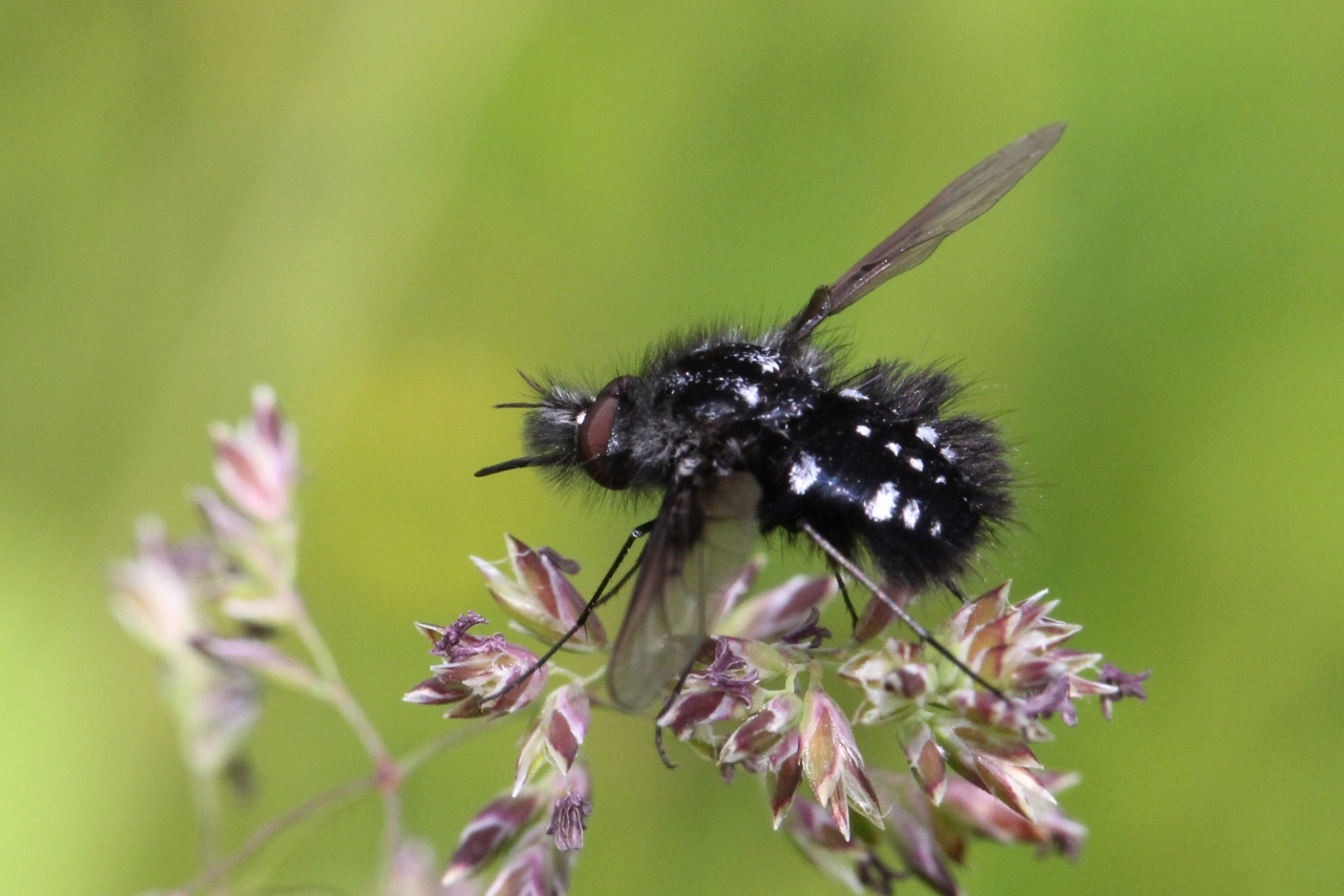 Bombylella atra (Scopoli, 1763) - Bombyle noir