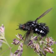 Bombylella atra (Scopoli, 1763) - Bombyle noir