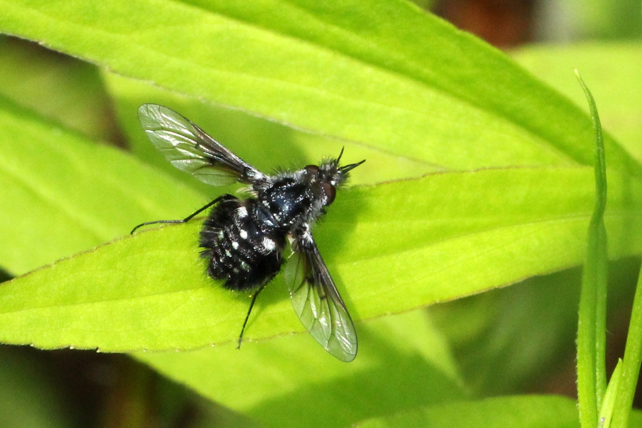 Bombylella atra (Scopoli, 1763) - Bombyle noir