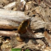 Bombylius discolor Mikan, 1796 - Bombyle à ailes tachetées