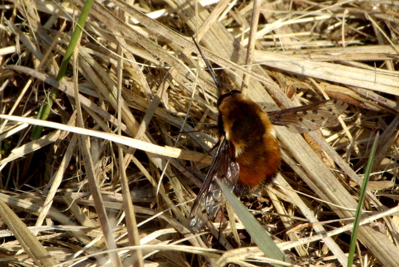 Bombylius discolor Mikan, 1796 - Bombyle à ailes tachetées