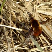 Bombylius discolor Mikan, 1796 - Bombyle à ailes tachetées