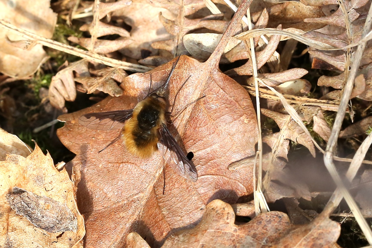 Bombylius major Linnaeus, 1758 - Grand Bombyle