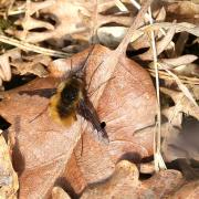 Bombylius major Linnaeus, 1758 - Grand Bombyle