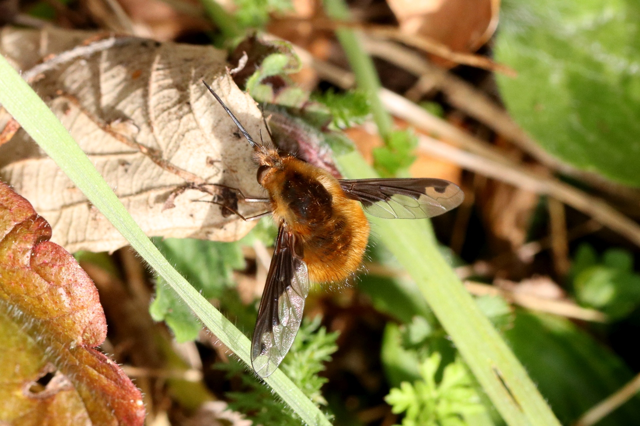 Bombylius major Linnaeus, 1758 - Grand Bombyle