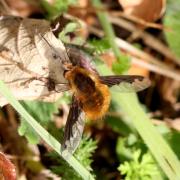 Bombylius major Linnaeus, 1758 - Grand Bombyle