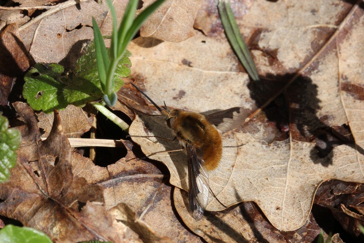 Bombylius major Linnaeus, 1758 - Grand Bombyle