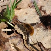 Bombylius major Linnaeus, 1758 - Grand Bombyle