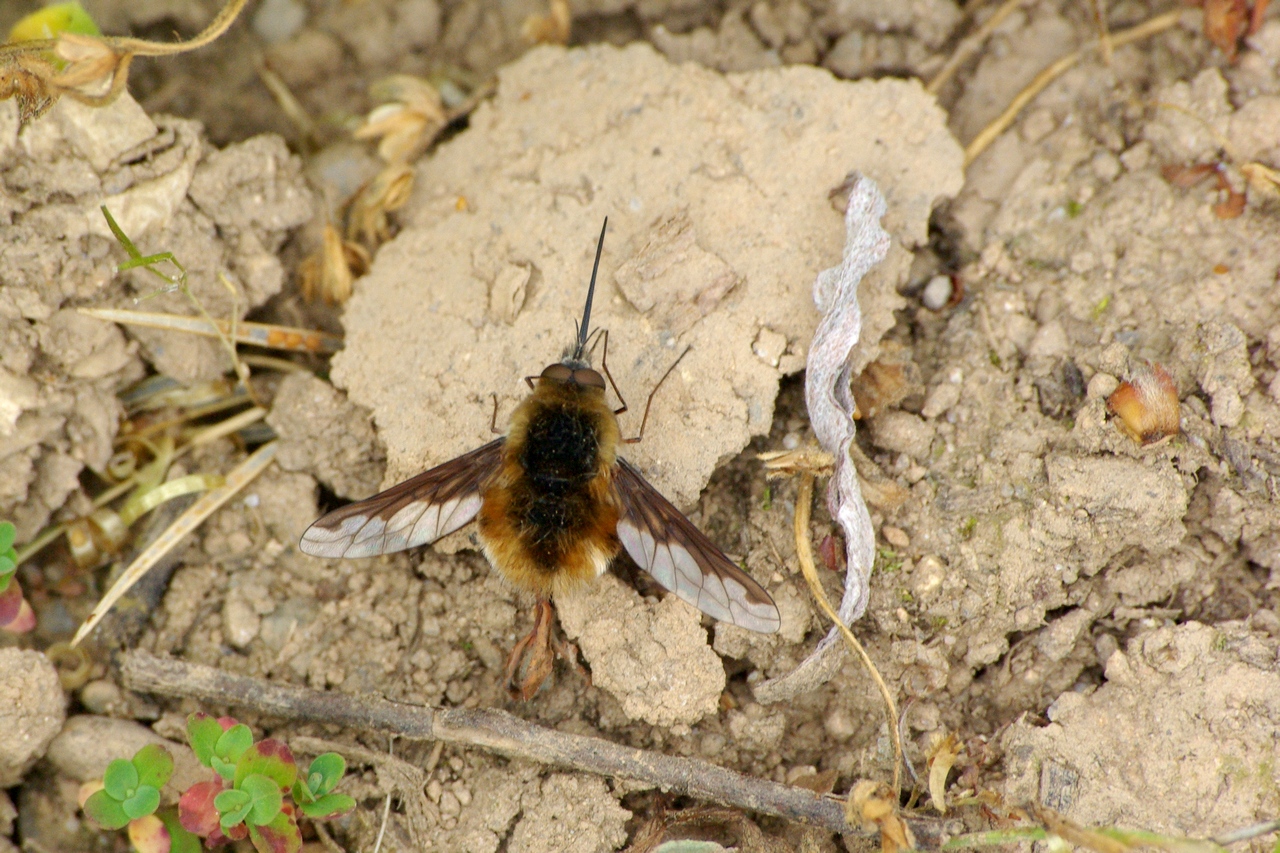 Bombylius major Linnaeus, 1758 - Grand Bombyle