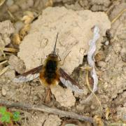 Bombylius major Linnaeus, 1758 - Grand Bombyle