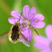 Bombylius sp 